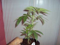 bublegumer female seeds X line 