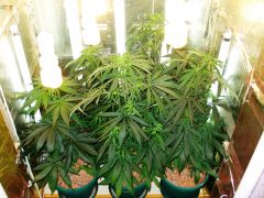 GrowzoneMix 19Maio 005.jpg