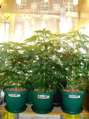 GrowzoneMix 17Maio 004.jpg