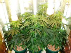 GrowzoneMix 16Maio 037.jpg