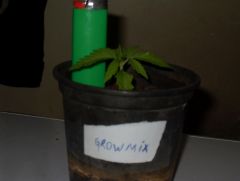 Growmix