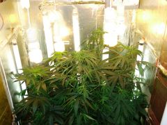 GrowzoneMix 20Maio 049.jpg