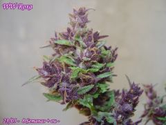 WW Roxa 2305 Bud 1.jpg