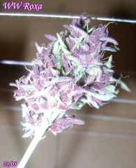 WW Roxa 2305 Bud 2.jpg