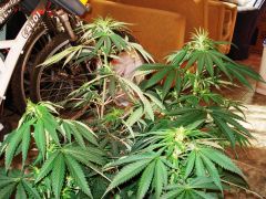 GrowzoneMix 23Maio 011.jpg