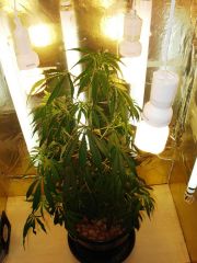 GrowzoneMix 23Maio 027.jpg