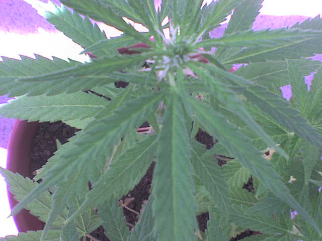 miinha plantinha, cannabis sativa