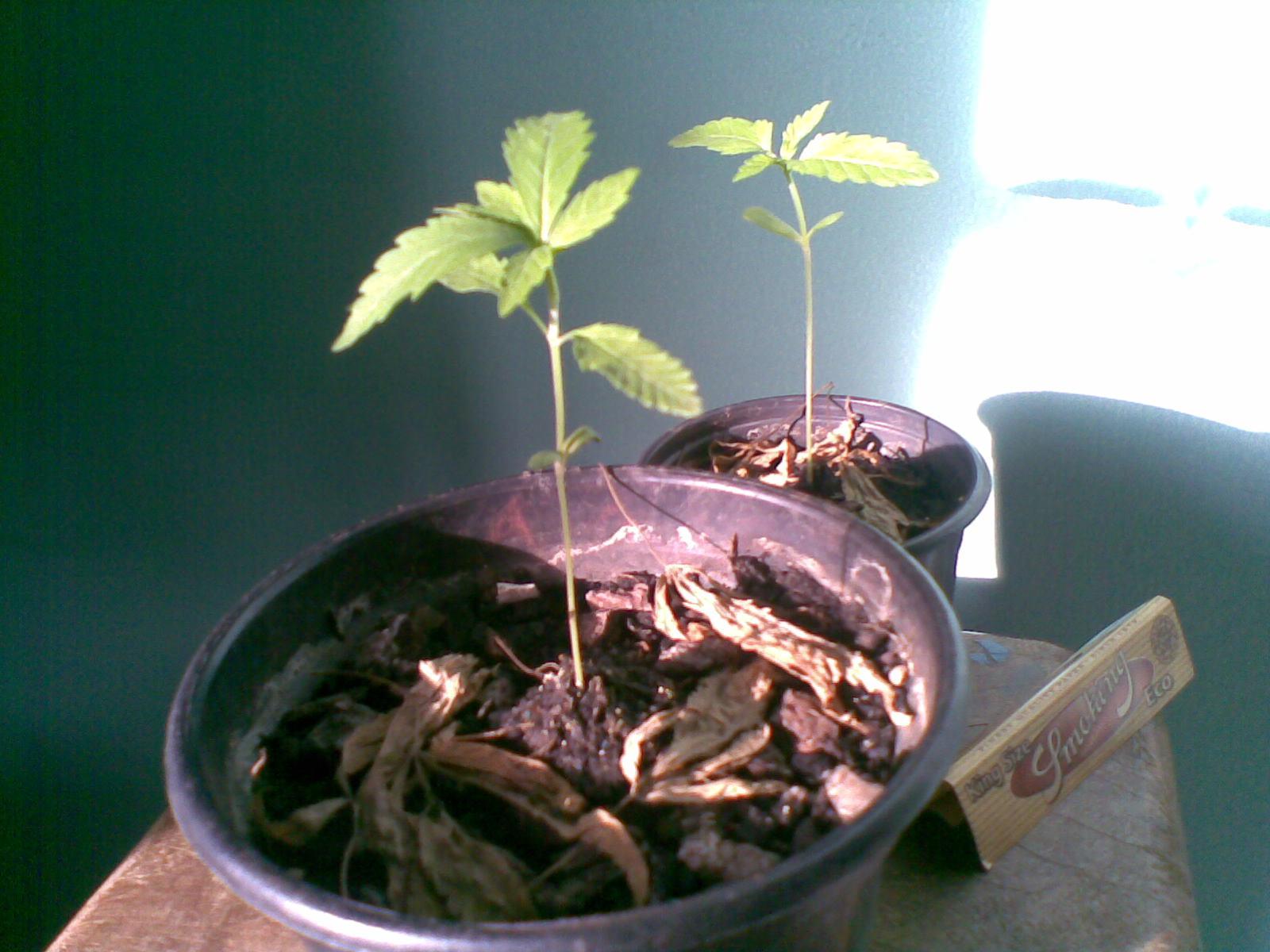 meu primeiro GROW INDOOR