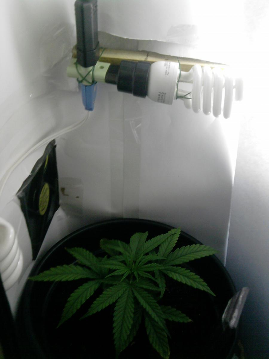 Meu Growroom