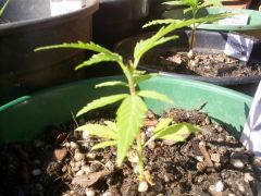 Amnesia Haxe x Mataro Blue (Sativa) Corte na Gema Apicial