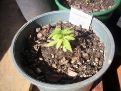 Amnesia Haxe x Mataro Blue (Sativa)