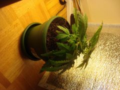 flowering 21 days old 1st week flo