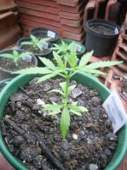 Amnesia Haxe x Mataro Blue (Sativa) Corte na Gema Apicial