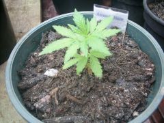 Amnesia Haxe x Mataro Blue (Sativa) 