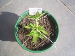 Amnesia Haxe x Mataro Blue (Sativa) 