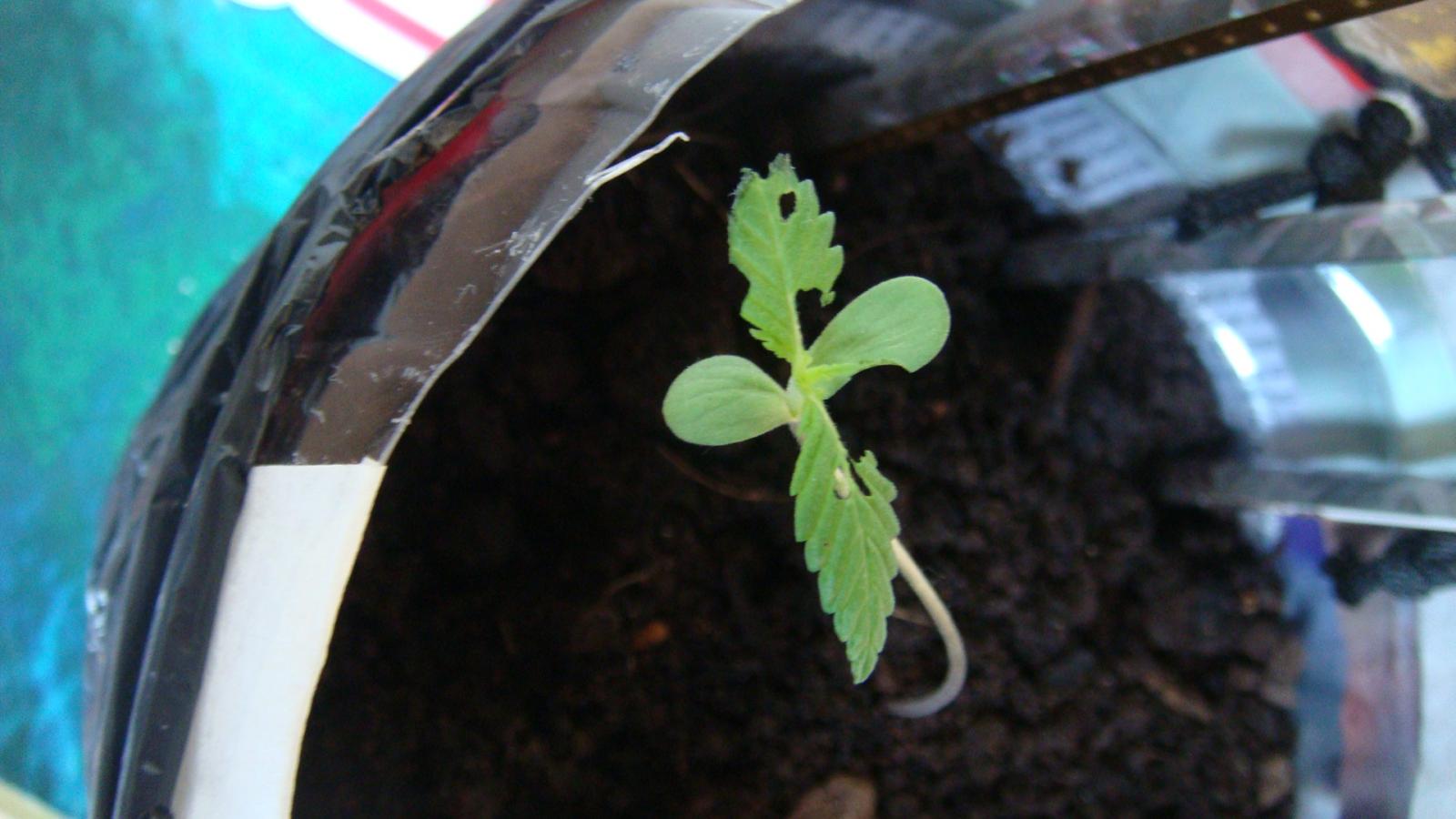 sativa