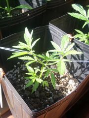 Amnesia Haxe x Mataro Blue (Sativa) Poda + Amarra 