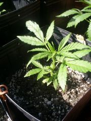 Amnesia Haxe x Mataro Blue (Sativa) 