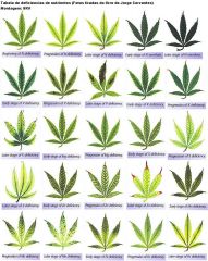 CANNABIS DOENÇAS gallery_33760_1748_13779.jpg