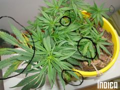 indica4.jpg