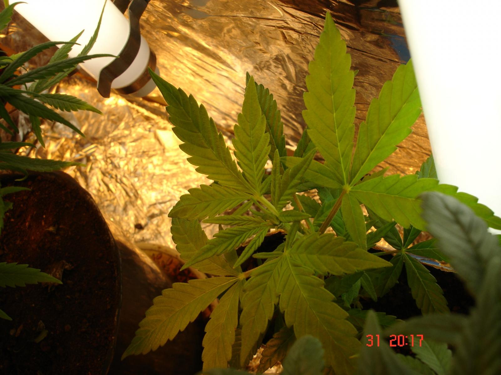 SEGUNDO CULTIVO DO TBGM !!