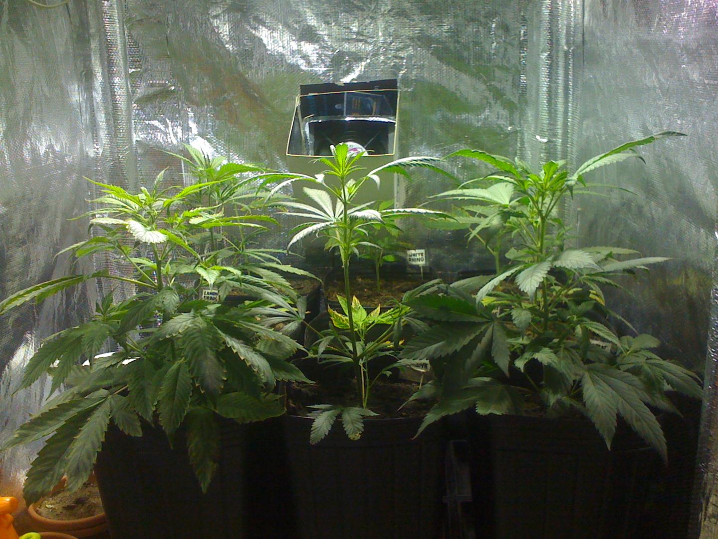 Clones GreenHouse