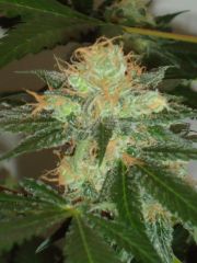 bud principal - White Widow - antes do corte