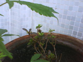 Minha PLanta