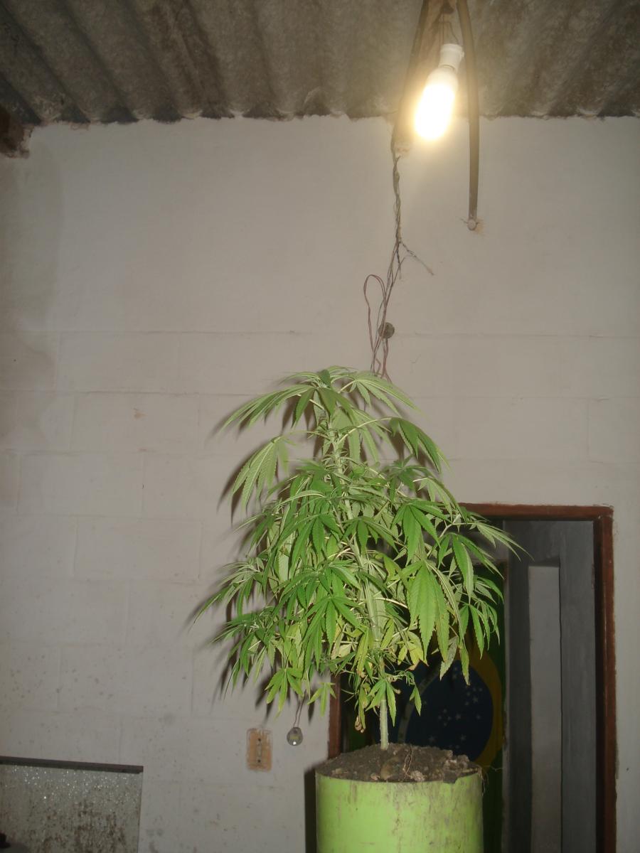 Plantas Medicinais