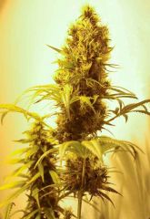 homegrow-(7-of-18)-LOW.jpg