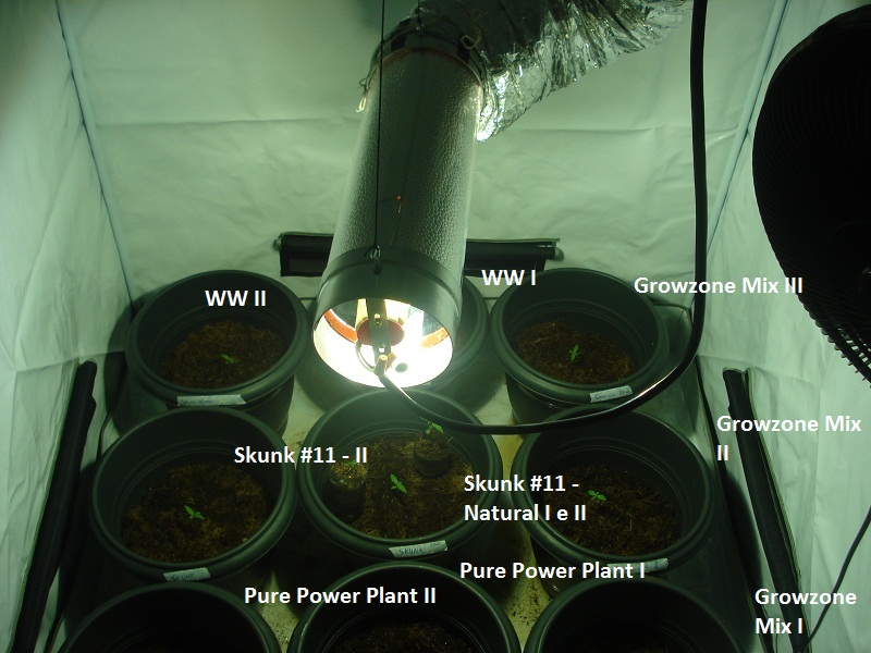 1º Cultivar - set/2010