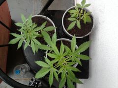 4 semanas da germinação