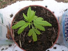 grow 008.jpg