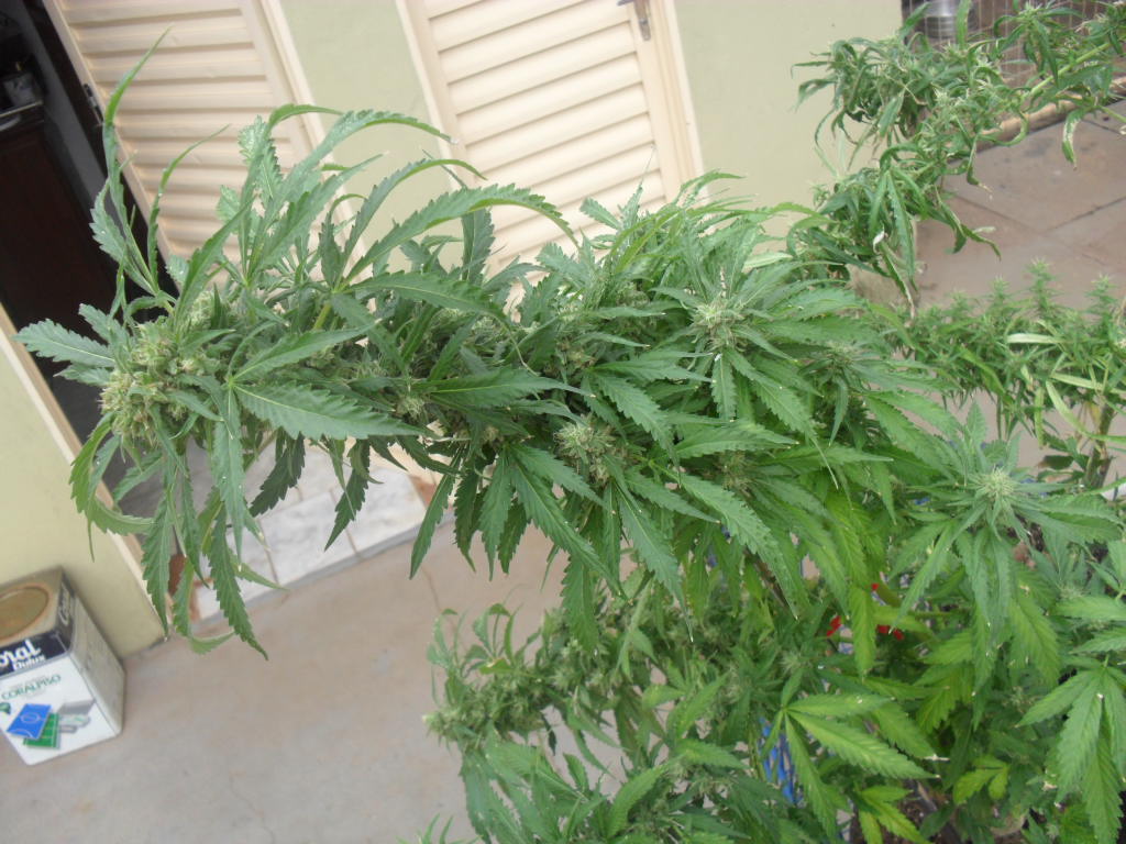 buble , himalayan gold , super silver e growzone mix ...