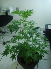 22.11.10 - WHITE WIDOW II - FM.JPG