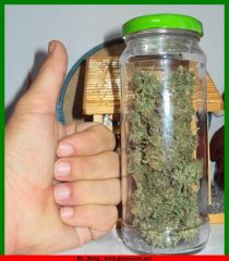 Mr. Bong - www.growroom.net.1 (19).JPG