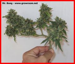 Mr. Bong - www.growroom.net.dff.JPG