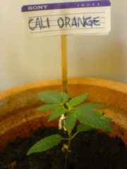 CaliOrange (Semana 2.5)