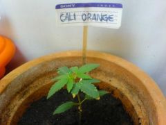 CaliOrange (Semana 3)