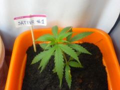 Sativa #1 (Semana 3)