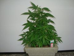 Blueberry Auto 2 meses 2 semanas