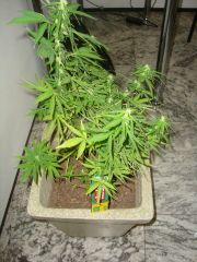 Blueberry Auto 3 meses