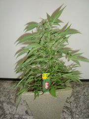 Blueberry Auto 2 meses 2 semanas