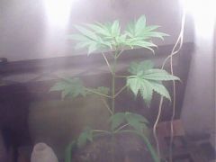 1grow 001.jpg