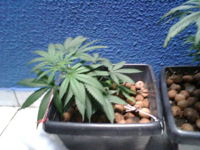 Planta #2