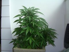 Blueberry Auto 3 meses e 1 semana