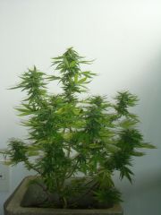 Blueberry Auto 3 meses e 3 semanas