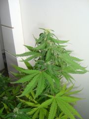 Blueberry Auto 3 meses e 3 semanas