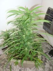 Blueberry Auto 3 meses e 1 semana