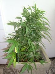 Blueberry Auto 3 meses e 1 semana